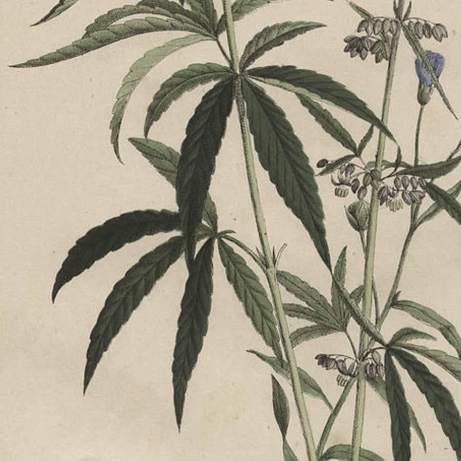 Vintage botanical illustration of hemp leaves and flowering stems on a warm beige background.
