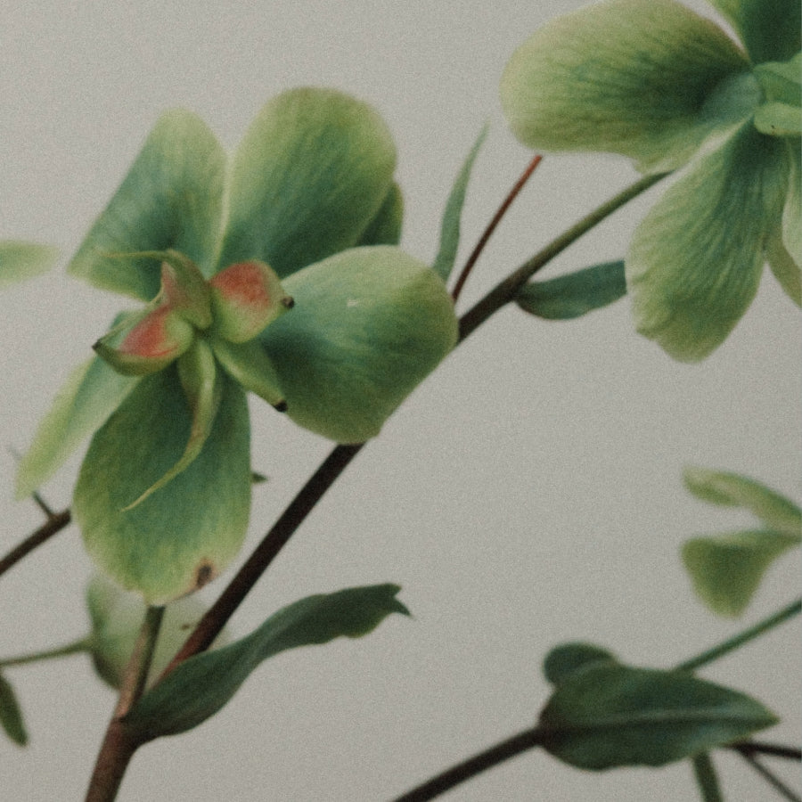 A close-up of pale green leaves and stems with soft pink accents against a light neutral background.